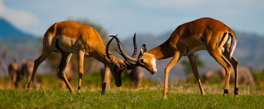 Impala-antilope