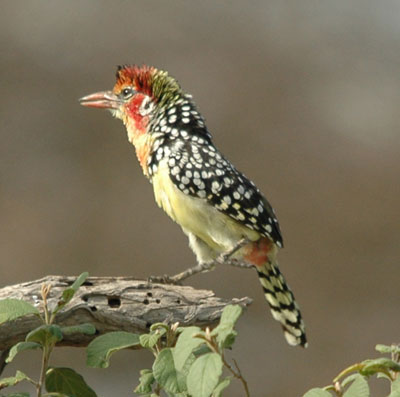 red and  yellow bartbet