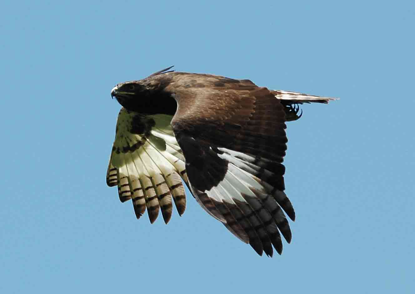 long-crested-eagle